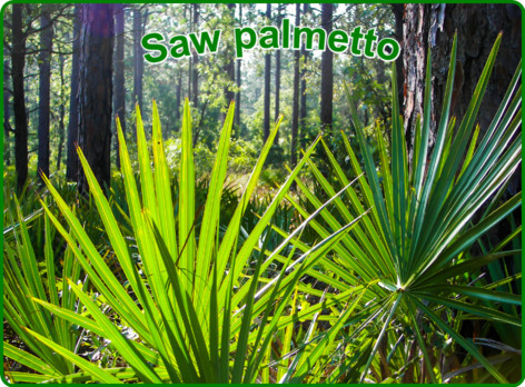 Saw palmetto supplements for the enlarged prostate