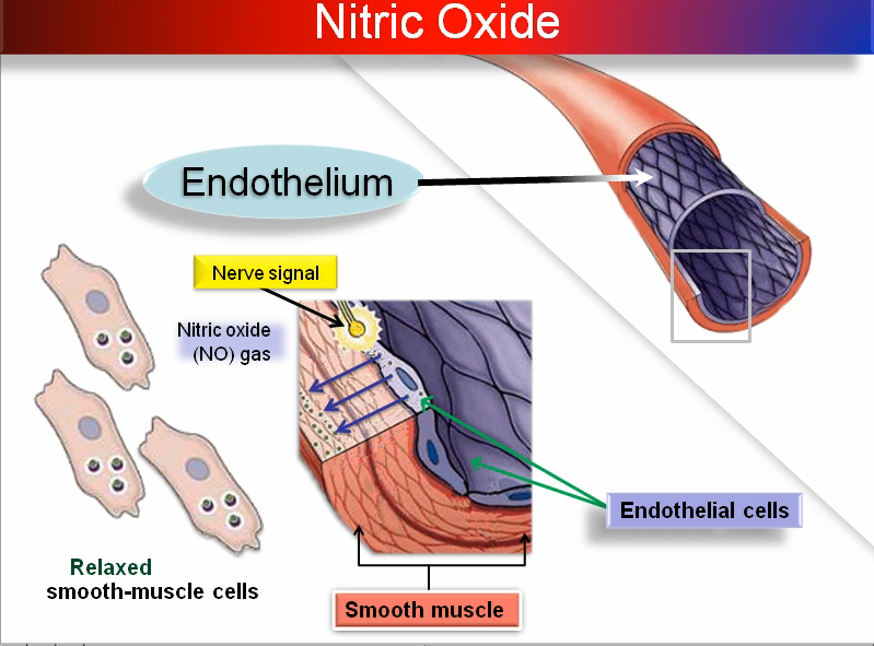 endothelium