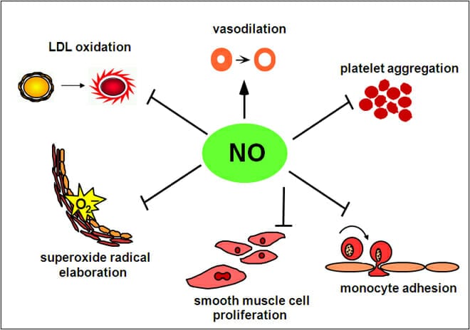 how does nitric oxide work in the body