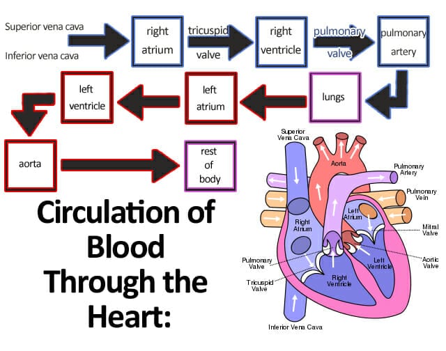 Heart Blood Flow Solutions by Dr Sam Robbins