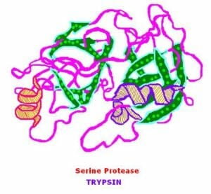 Serine protease pretolytic enzymes supplement 