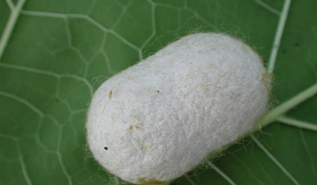 Serrapeptase silkworm