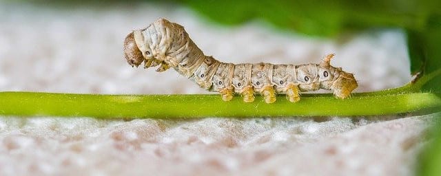 Silkworm what is Serrapeptase health benefits