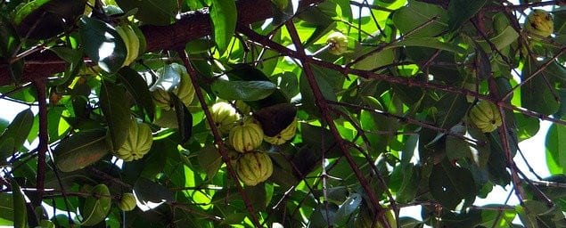 Garcinia Cambogia reviews