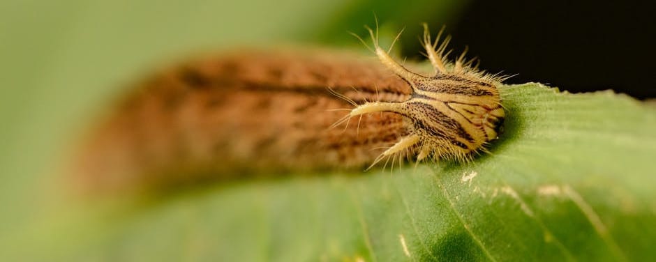 Serrapeptase and scar tissue silkworm