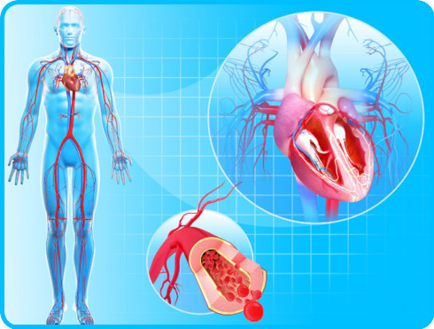 Blood circulation